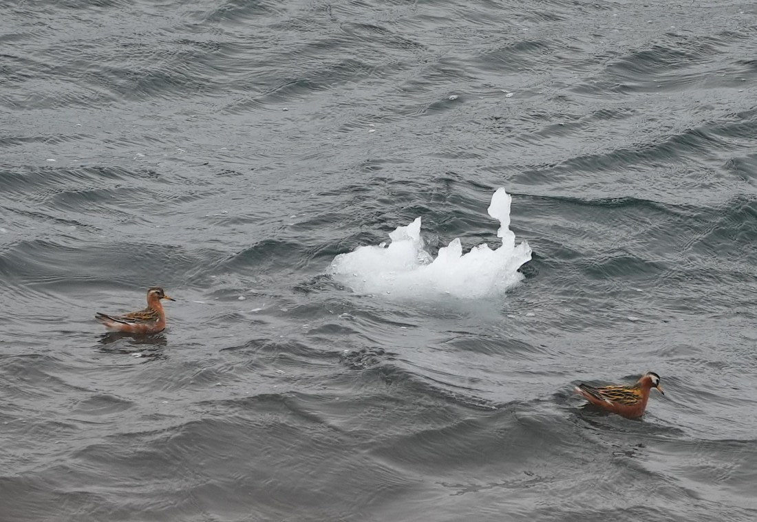 PLA03-25, Day 6, 2025-06-15 Red Phalarope © Unknown photographer - Oceanwide Expeditions.JPG