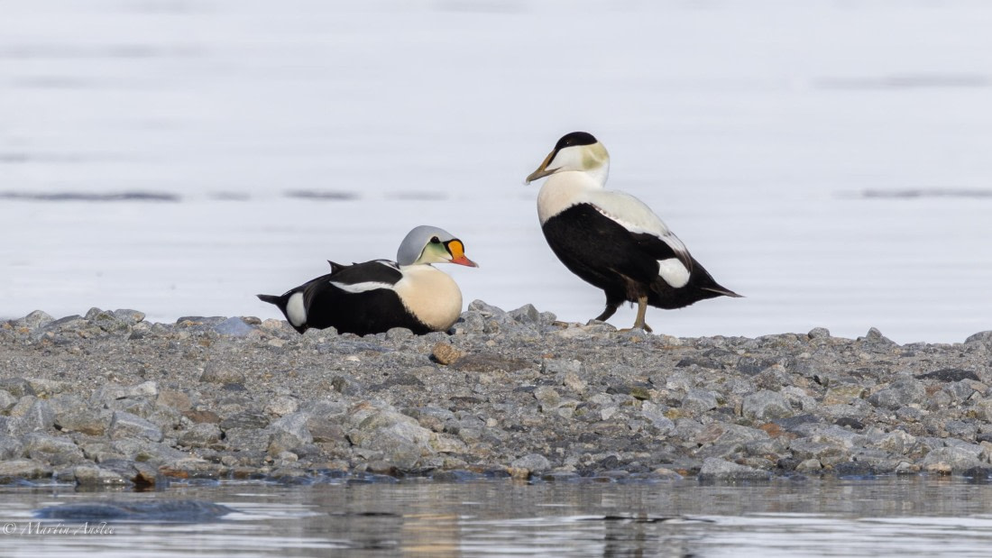 OTL03-25, Day 6, 0Q9A6589-Enhanced-NR © Martin Anstee - Oceanwide Expeditions.jpg