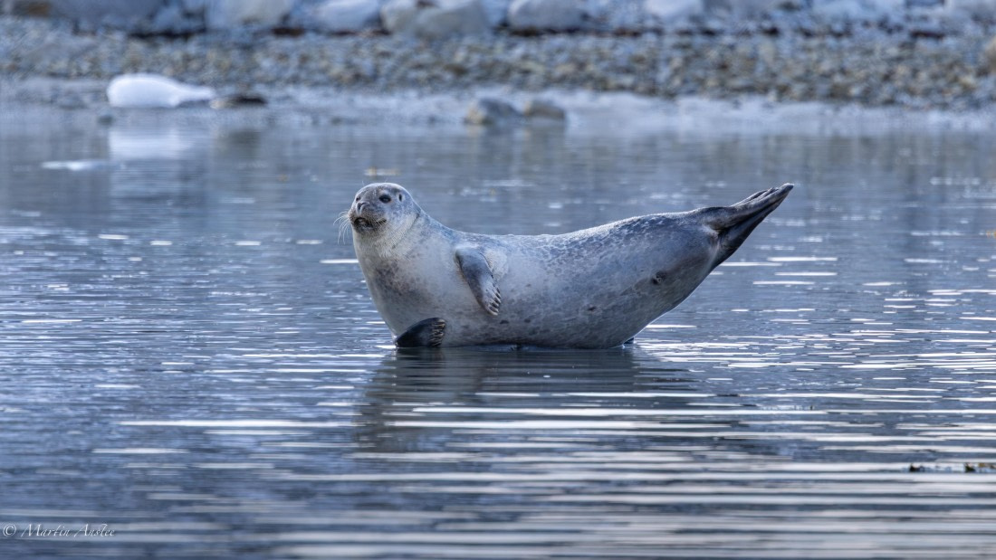OTL03-25, Day 6, 0Q9A6565-Enhanced-NR © Martin Anstee - Oceanwide Expeditions.jpg