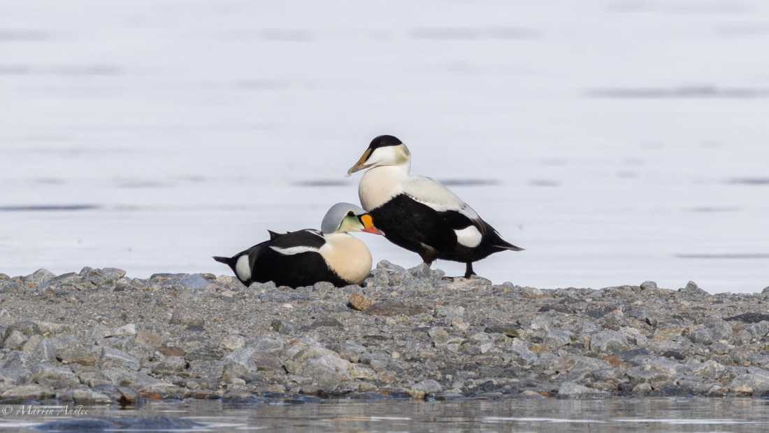 OTL03-25, Day 6, 0Q9A6590-Enhanced-NR © Martin Anstee - Oceanwide Expeditions.jpg