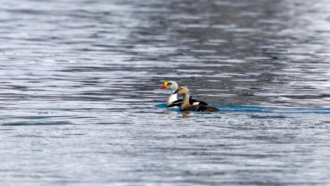 OTL03-25, Day 6, 0Q9A6602-Enhanced-NR © Martin Anstee - Oceanwide Expeditions.jpg