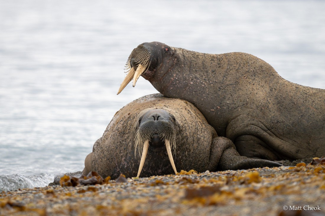 OTL03-25, Day 7(3) © Matt Cheok - Oceanwide Expeditions.jpg