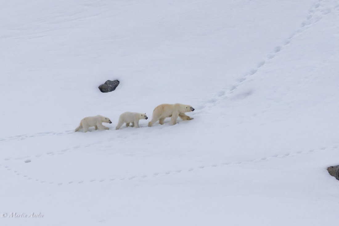 OTL03-25, Day 2, 0Q9A2582-Enhanced-NR © Martin Anstee - Oceanwide Expeditions.jpg