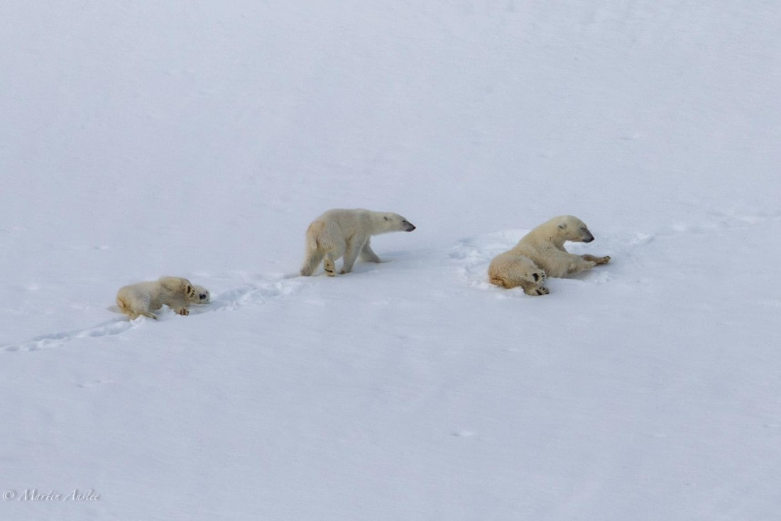 OTL03-25, Day 2, 0Q9A3090-Enhanced-NR © Martin Anstee - Oceanwide Expeditions.jpg
