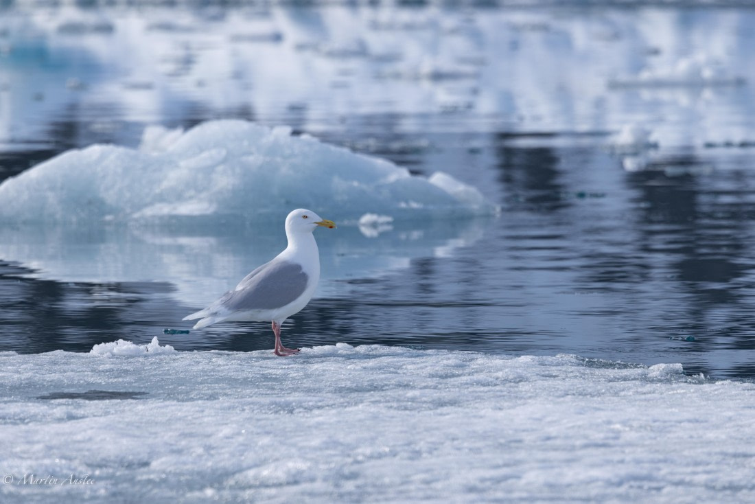 OTL03-25, Day 3, 0Q9A3618 © Martin Anstee - Oceanwide Expeditions.jpg