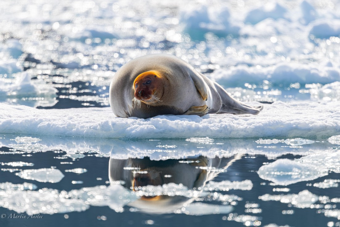 OTL03-25, Day 3, 0Q9A3976-Enhanced-NR © Martin Anstee - Oceanwide Expeditions.jpg