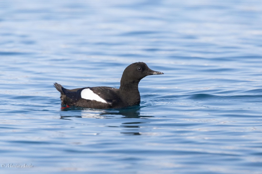 OTL03-25, Day 3, 0Q9A4909 © Martin Anstee - Oceanwide Expeditions.jpg