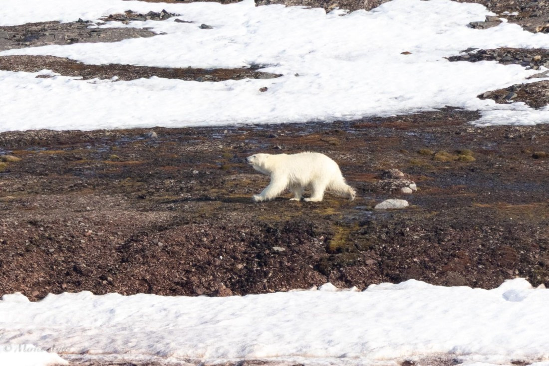 OTL03-25, Day 3, 0Q9A5178 © Martin Anstee - Oceanwide Expeditions.jpg