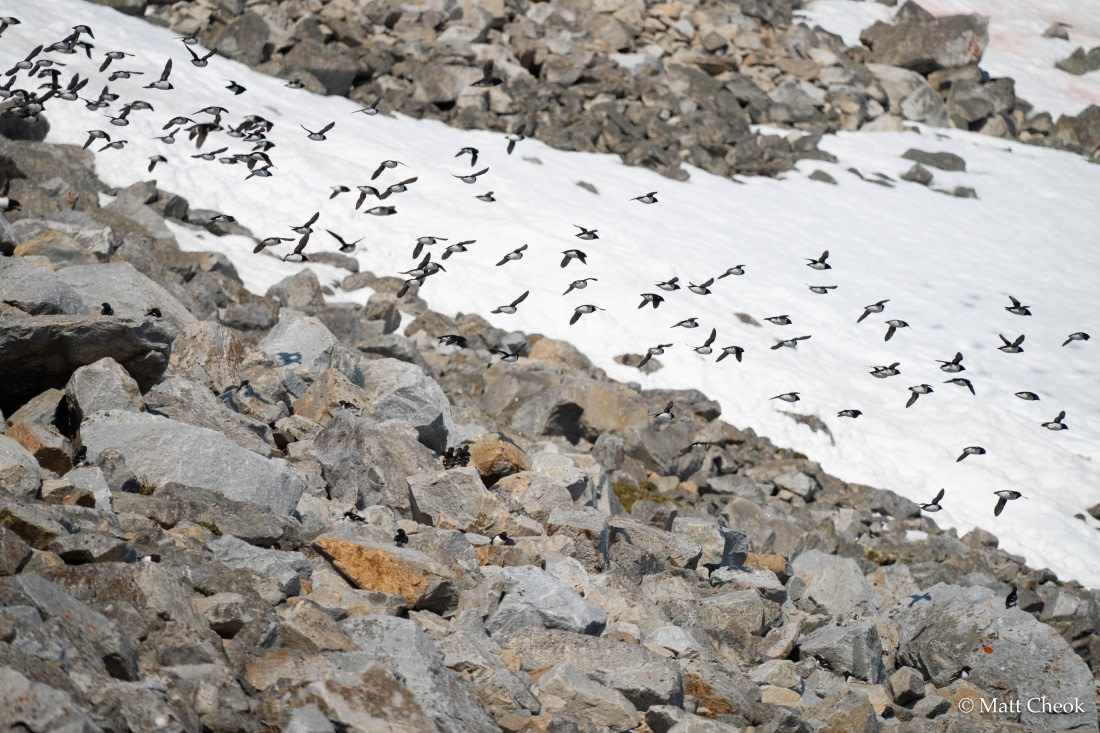 OTL03-25, Day 6 (2) © Matt Cheok - Oceanwide Expeditions.jpg