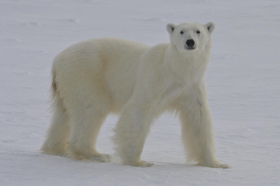 HDS03-25, Day 6, polar bear full © Philipp Konietzko - Oceanwide Expeditions.JPG