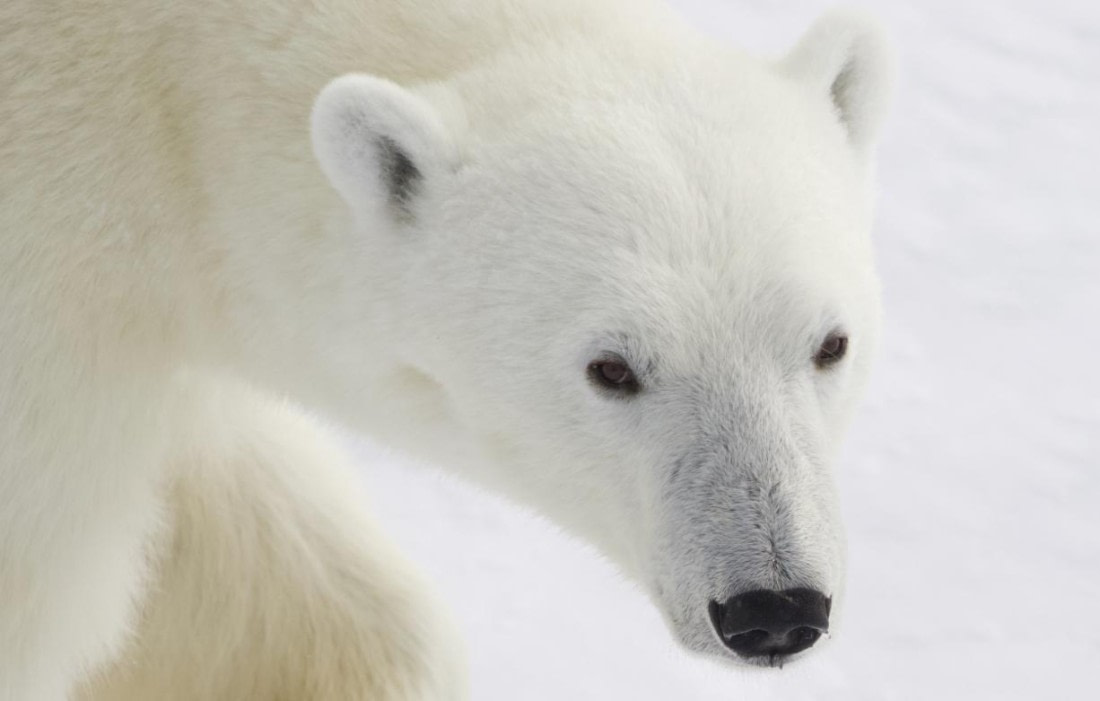 HDS03-25, Day 6, polar bear portrait © Pierre Gallego - Oceanwide Expeditions.jpg