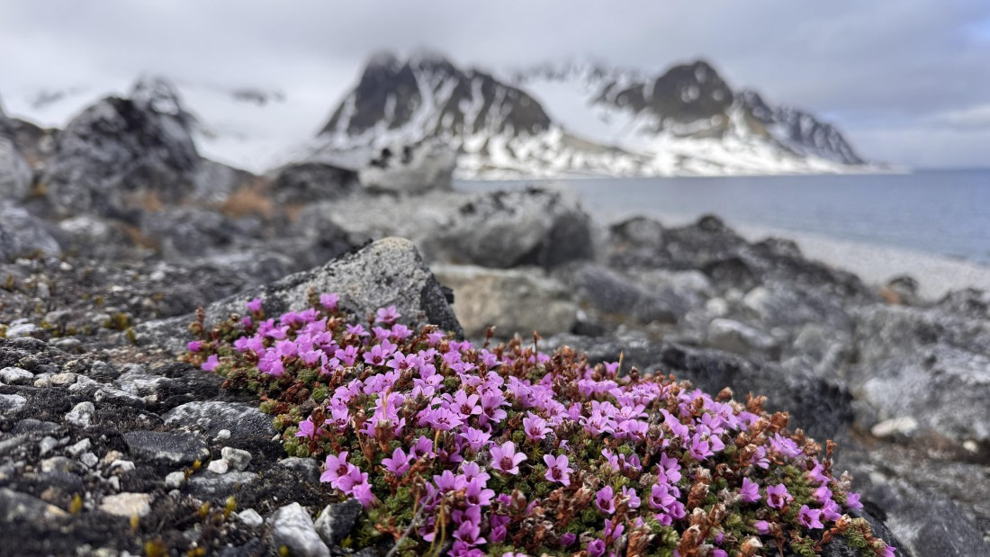 HDS03-25, Day 7, gravneset © Unknown photographer - Oceanwide Expeditions.JPG