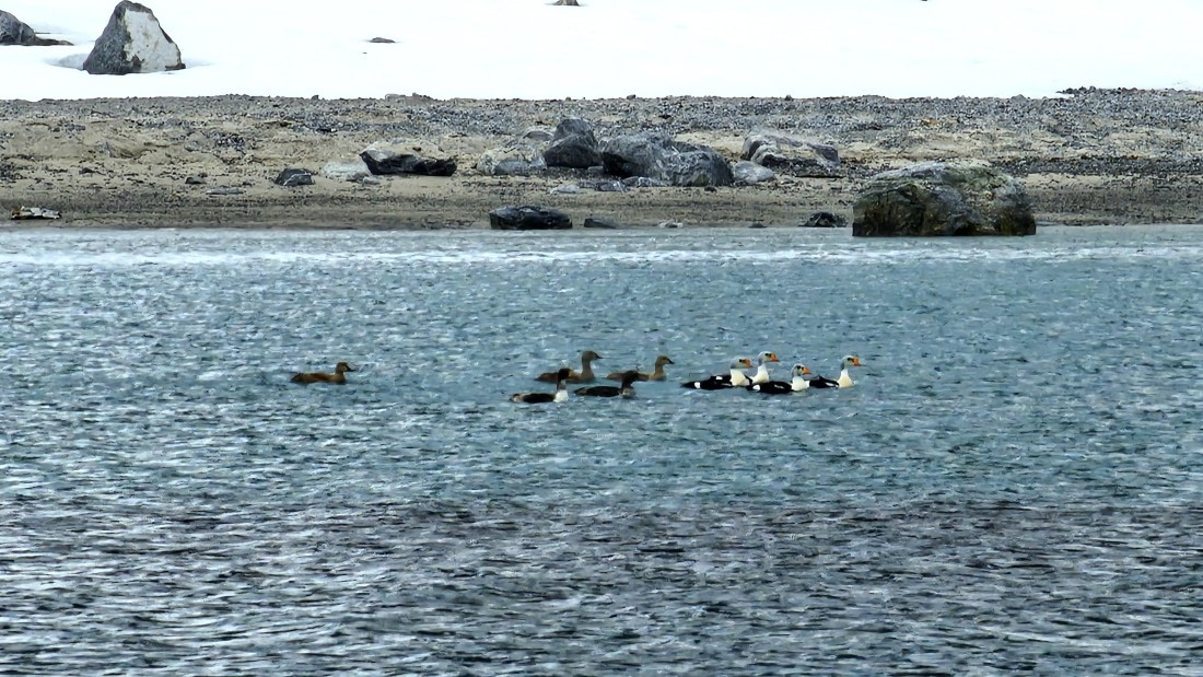 HDS03-25, Day 7, king eider © Unknown photographer - Oceanwide Expeditions.JPG