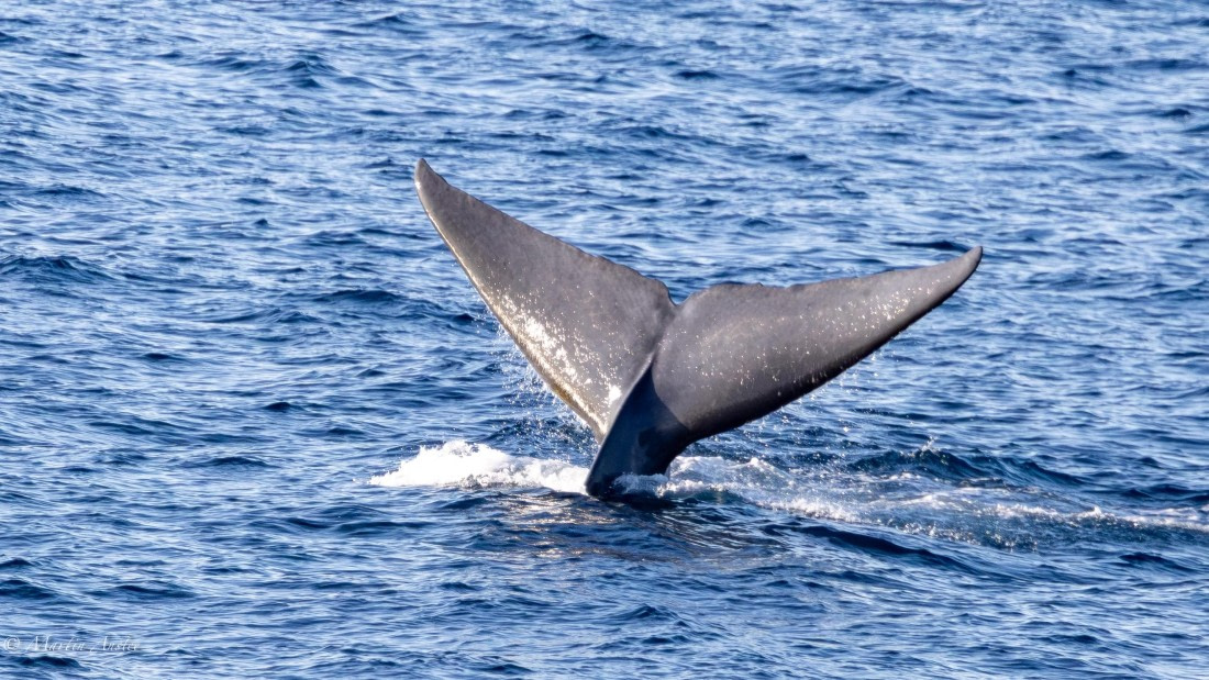 OTL04-25, Day 1, 0Q9A7001-Enhanced-NR © Martin Anstee - Oceanwide Expeditions.jpg