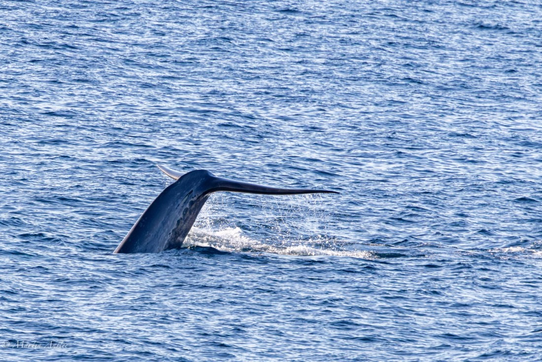 OTL04-25, Day 1, 0Q9A6999-Enhanced-NR © Martin Anstee - Oceanwide Expeditions.jpg