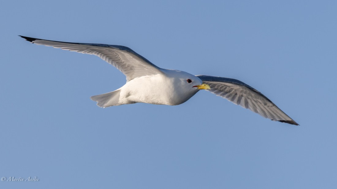 OTL04-25, Day 1, 0Q9A7016 © Martin Anstee - Oceanwide Expeditions.jpg