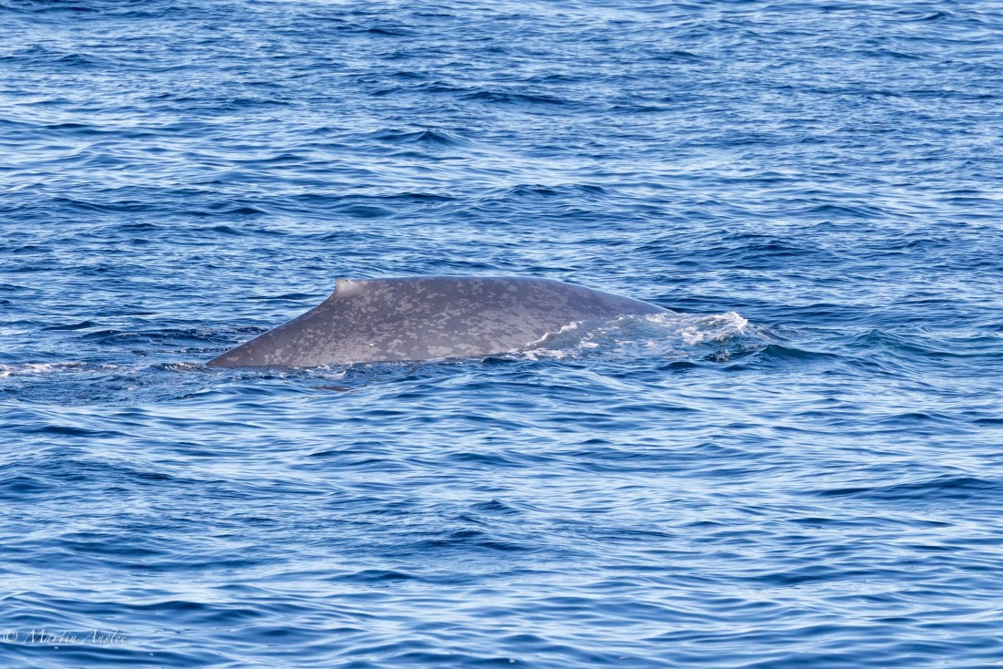 OTL04-25, Day 1, 0Q9A7119 © Martin Anstee - Oceanwide Expeditions.jpg