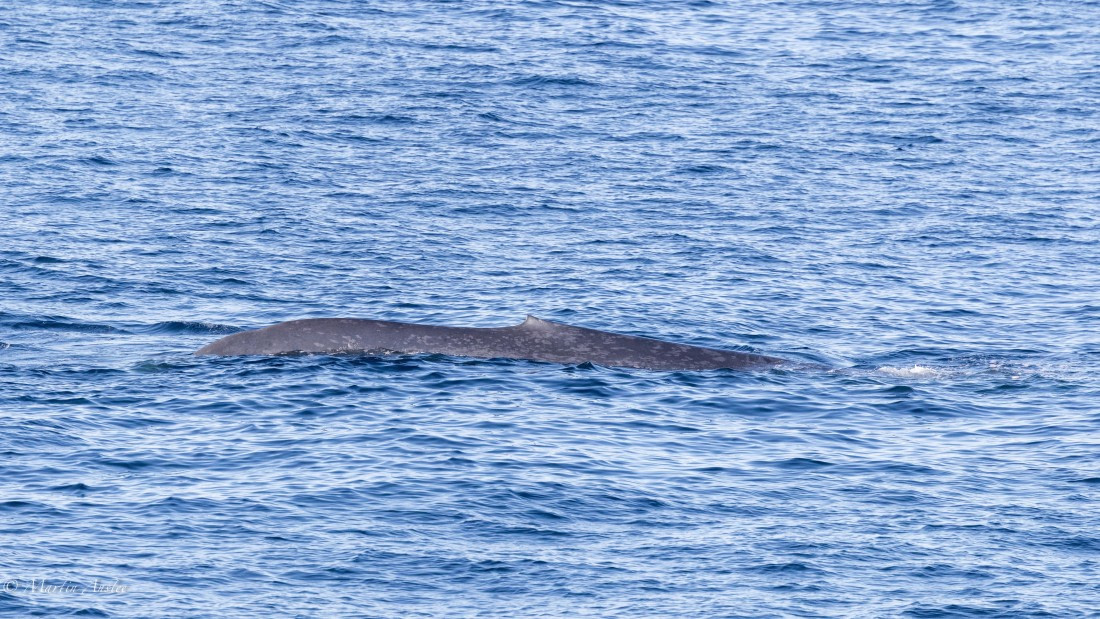 OTL04-25, Day 1, 0Q9A7075 © Martin Anstee - Oceanwide Expeditions.jpg