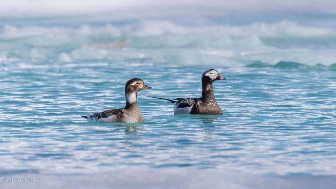 OTL04-25, Day 2, 0Q9A7289-Enhanced-NR © Martin Anstee - Oceanwide Expeditions.jpg