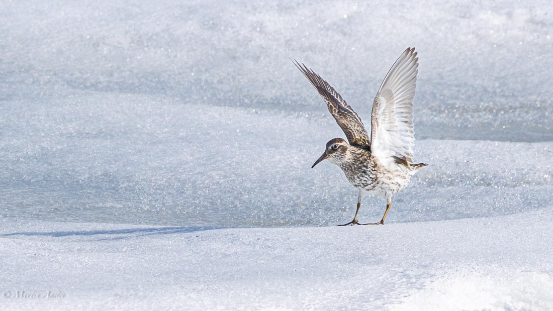 OTL04-25, Day 2, 0Q9A7363-Enhanced-NR © Martin Anstee - Oceanwide Expeditions.jpg