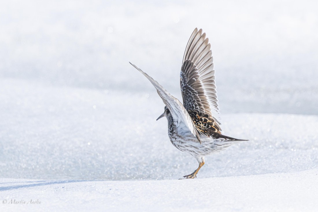 OTL04-25, Day 2, 0Q9A7397 © Martin Anstee - Oceanwide Expeditions.jpg