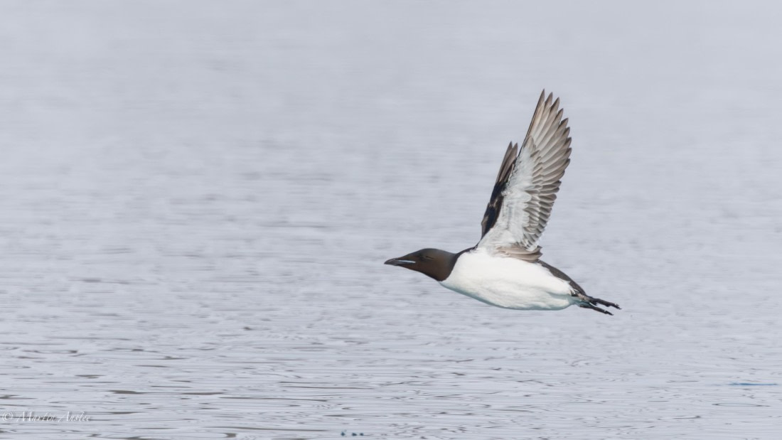 OTL04-25, Day 2, 0Q9A7503-Enhanced-NR © Martin Anstee - Oceanwide Expeditions.jpg