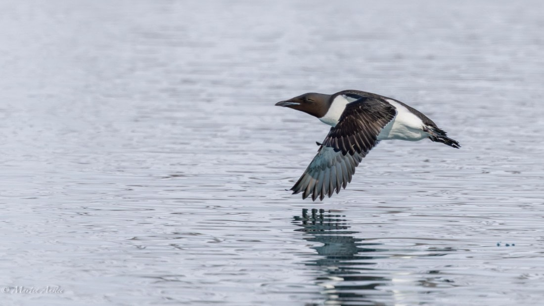 OTL04-25, Day 2, 0Q9A7504-Enhanced-NR © Martin Anstee - Oceanwide Expeditions.jpg