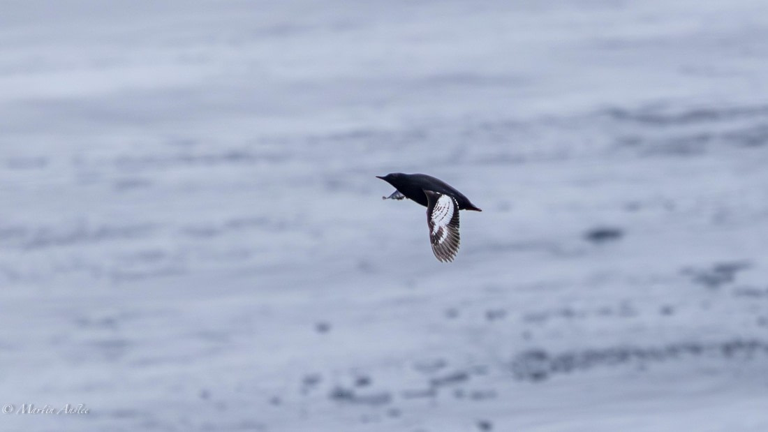 OTL04-25, Day 5, 0Q9A6517-Enhanced-NR © Martin Anstee - Oceanwide Expeditions.jpg