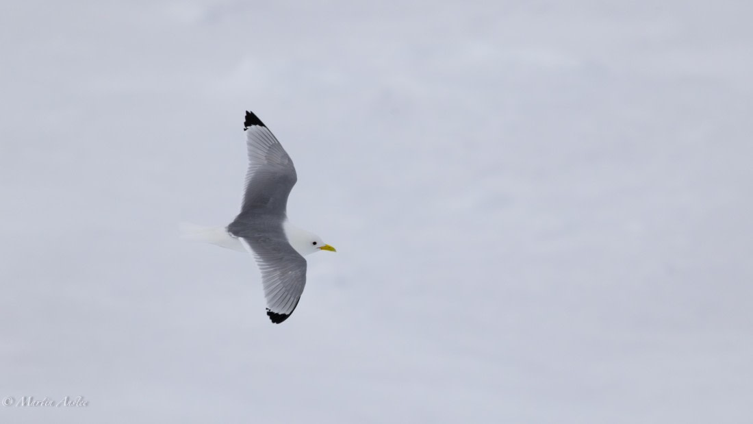 OTL04-25, Day 5, 0Q9A7996-Enhanced-NR © Martin Anstee - Oceanwide Expeditions.jpg