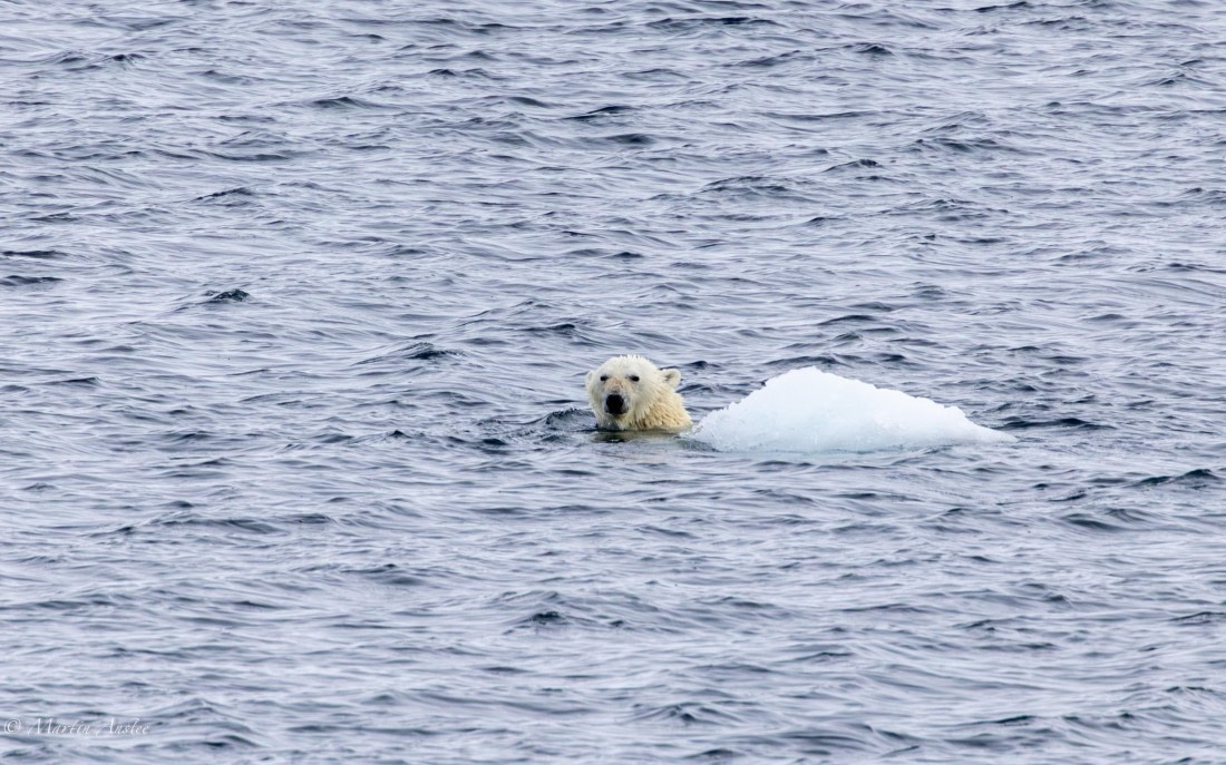 OTL04-25, Day 5, 0Q9A8112-Enhanced-NR © Martin Anstee - Oceanwide Expeditions.jpg