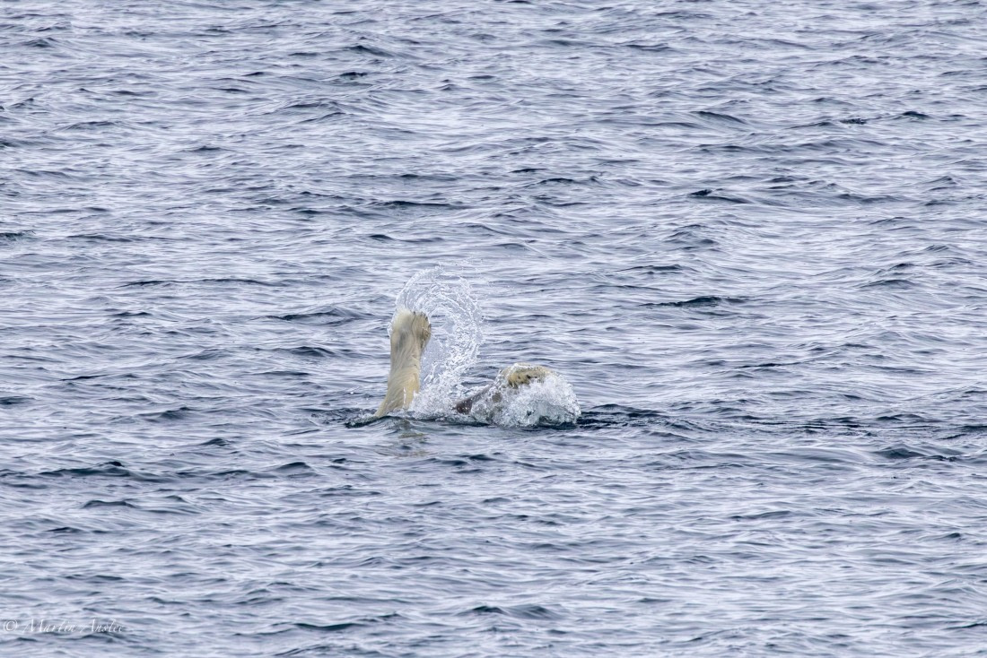 OTL04-25, Day 5, 0Q9A8126-Enhanced-NR © Martin Anstee - Oceanwide Expeditions.jpg