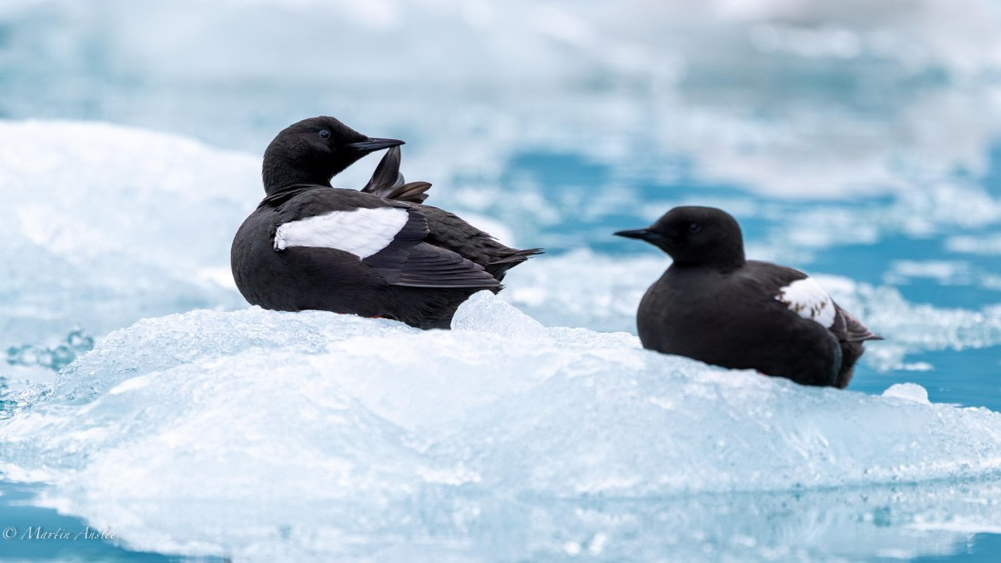 OTL04-25, Day 6, Black Guillemot (1) © Martin Anstee - Oceanwide Expeditions.jpg