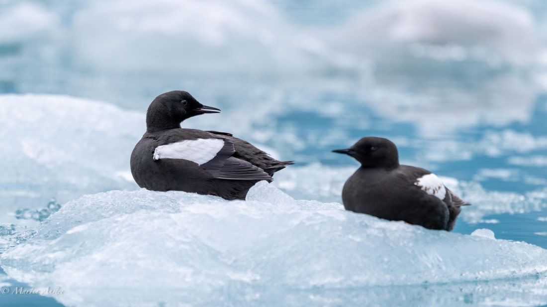 OTL04-25, Day 6, Black Guillemot (2) © Martin Anstee - Oceanwide Expeditions.jpg