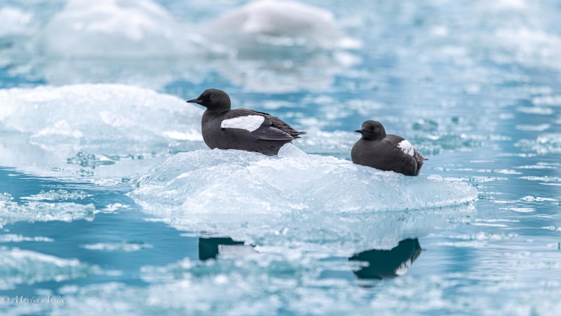 OTL04-25, Day 6, Black Guillemot (3) © Martin Anstee - Oceanwide Expeditions.jpg