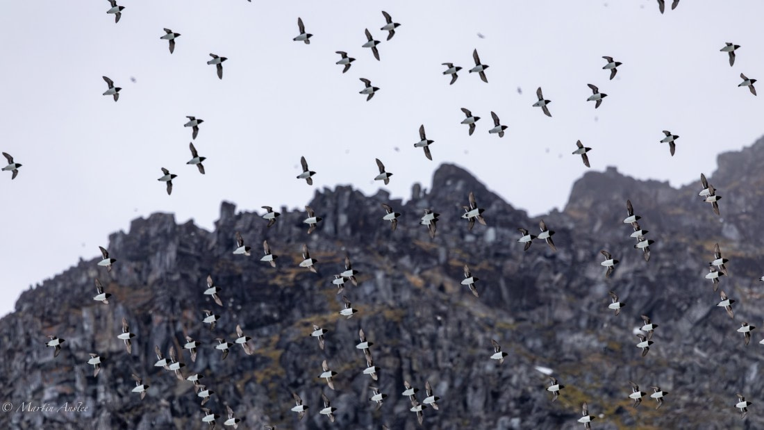 OTL04-25, Day 6, Little Auk © Martin Anstee - Oceanwide Expeditions.jpg