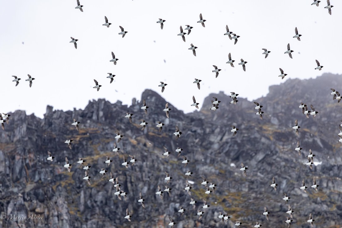 OTL04-25, Day 6, Little Auk (2) © Martin Anstee - Oceanwide Expeditions.jpg