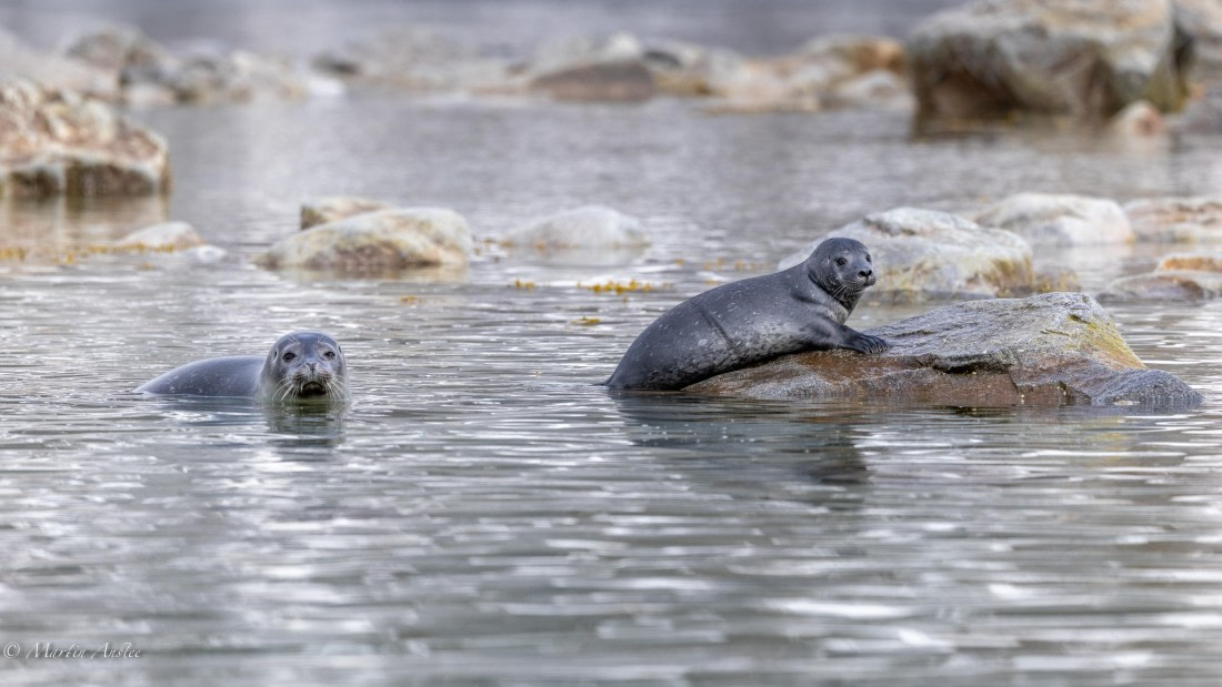 OTL04-25, Day 6, Seals 2 © Martin Anstee - Oceanwide Expeditions.jpg