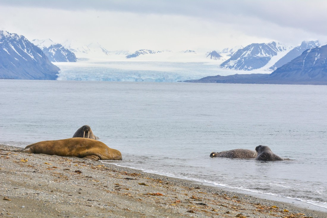 OTL04-25, Day 7, _DSC0953 © Unknown photographer - Oceanwide Expeditions.jpg
