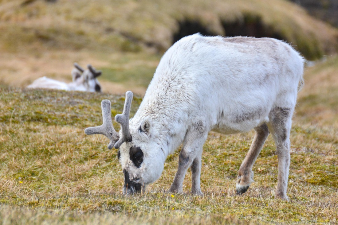 OTL04-25, Day 7, _DSC0975 © Unknown photographer - Oceanwide Expeditions.jpg