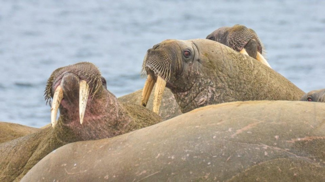 OTL04-25, Day 7, Picture5 © Unknown photographer - Oceanwide Expeditions.jpg