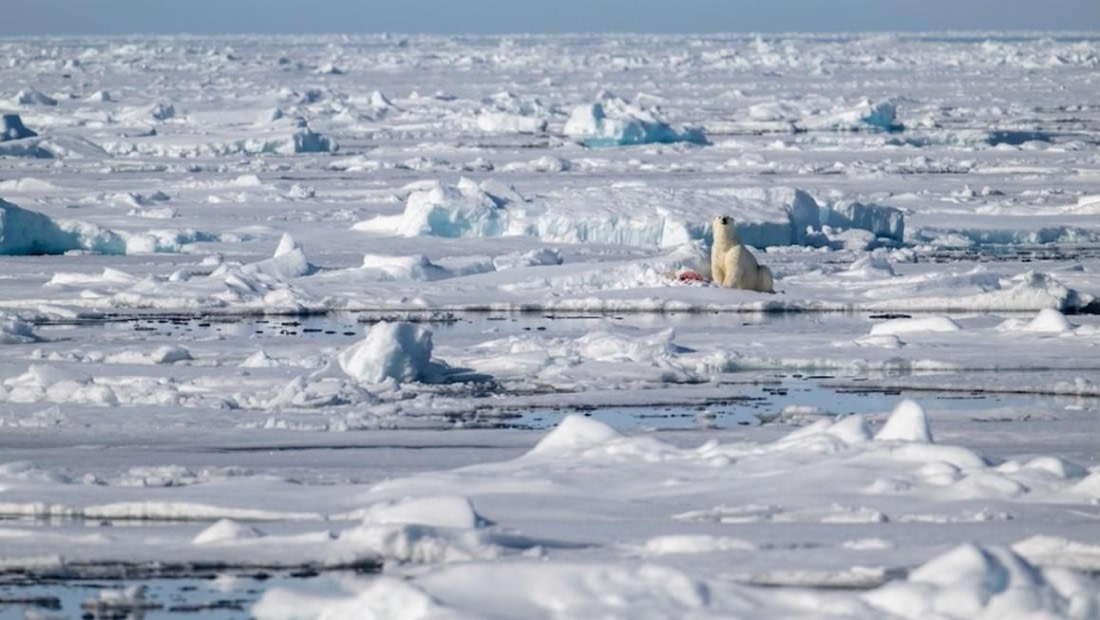 PLA05-25, Day 5, Polar bear 1 © Unknown photographer - Oceanwide Expeditions.jpg
