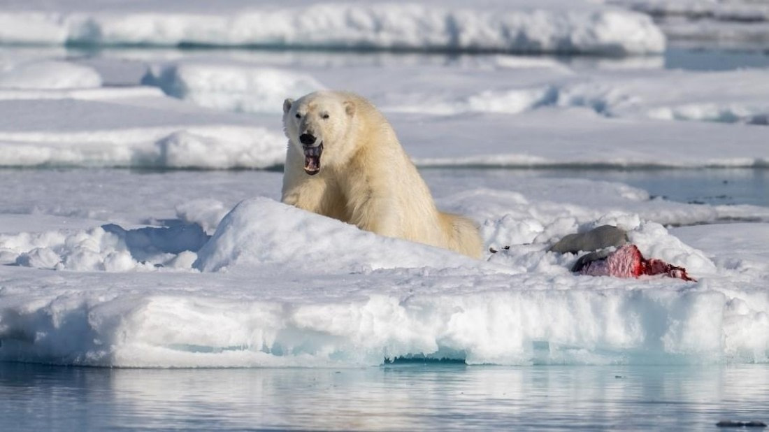PLA05-25, Day 5, Polar bear 2 © Unknown photographer - Oceanwide Expeditions.jpg