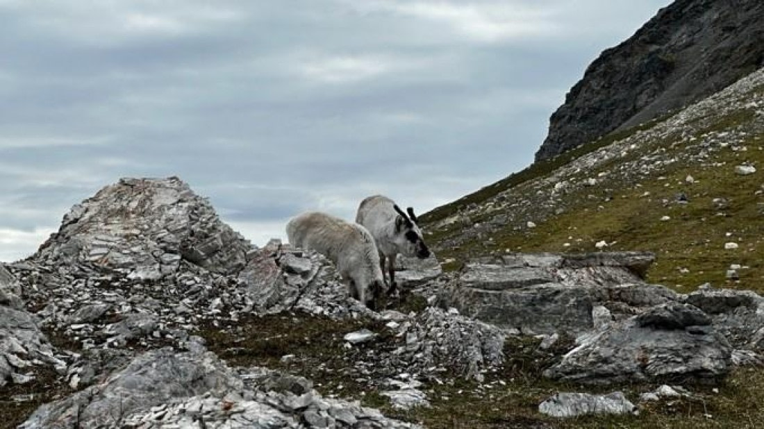 PLA05-25, Day 7, Alkhornet 3 © Unknown photographer - Oceanwide Expeditions.jpg