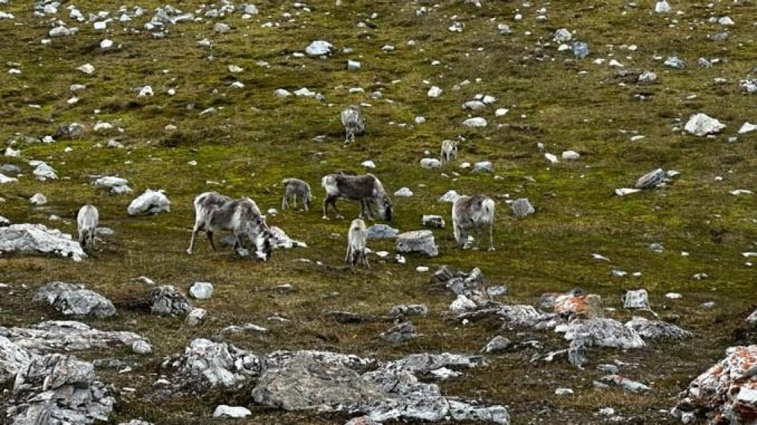 PLA05-25, Day 7, Alkhornet 4 © Unknown photographer - Oceanwide Expeditions.jpg