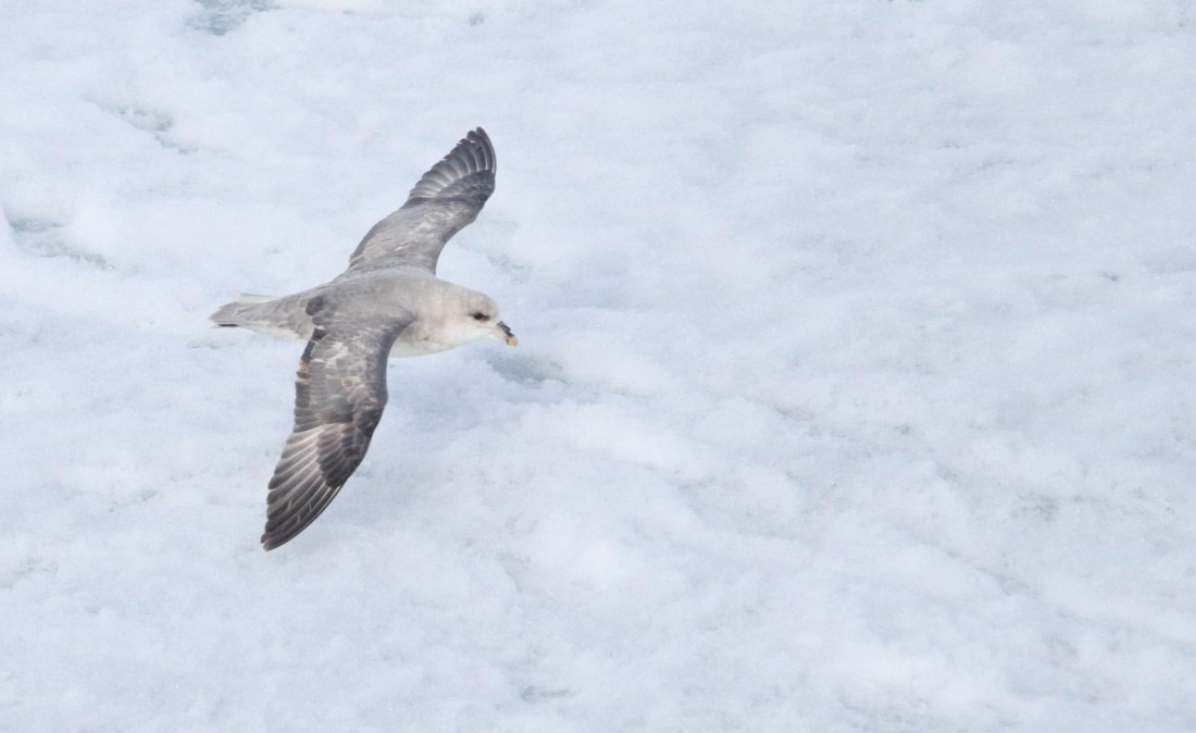 HDS04-25, Day 5, IMG_0863 © Unknown photographer - Oceanwide Expeditions.JPG