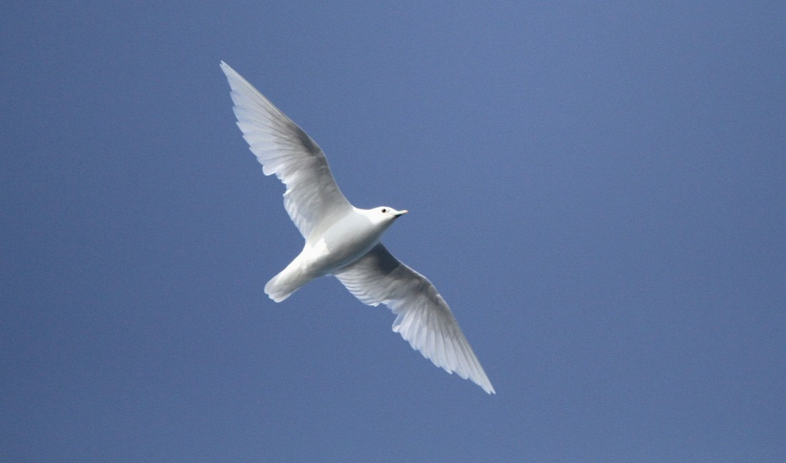 HDS04-25, Day 5, IMG_0967 © Unknown photographer - Oceanwide Expeditions.JPG