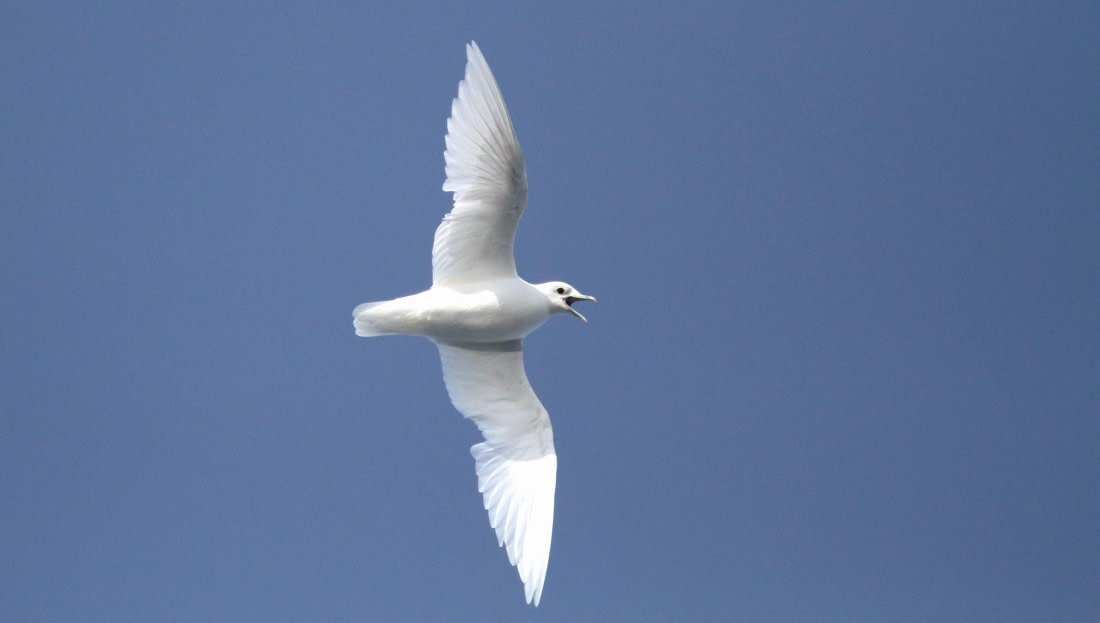 HDS04-25, Day 5, IMG_0971 © Unknown photographer - Oceanwide Expeditions.JPG