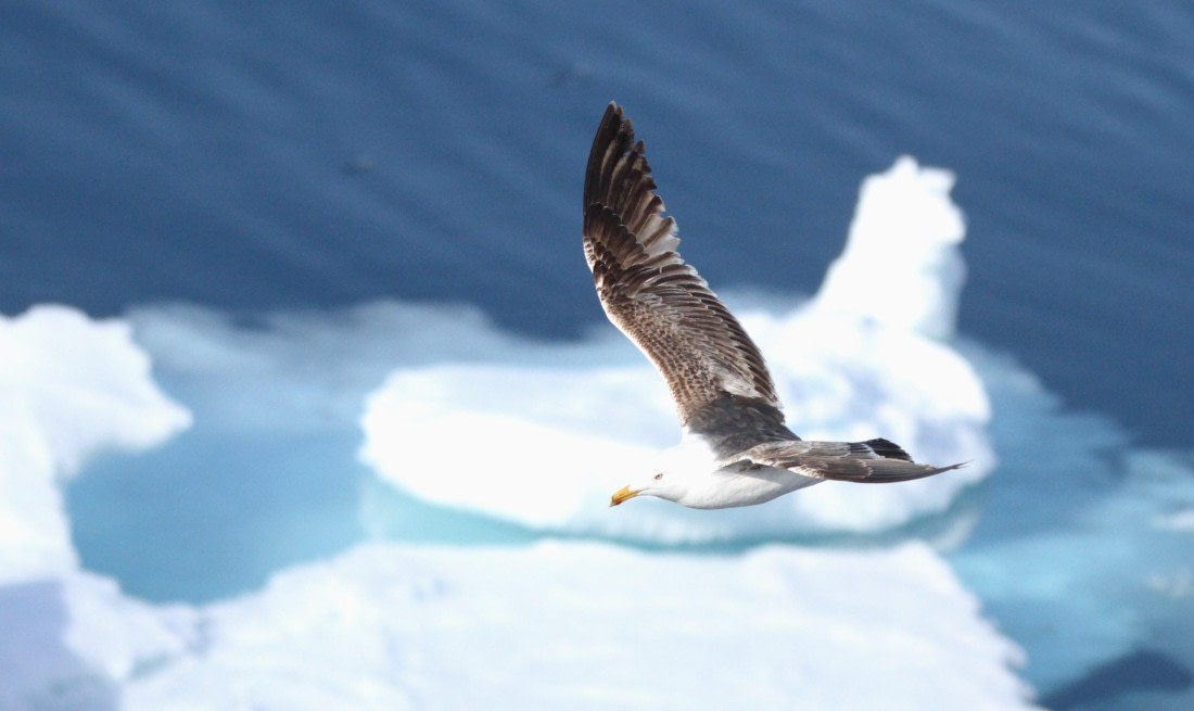 HDS04-25, Day 5, IMG_1040 © Unknown photographer - Oceanwide Expeditions.JPG
