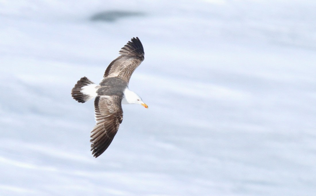 HDS04-25, Day 5, IMG_1057 © Unknown photographer - Oceanwide Expeditions.JPG