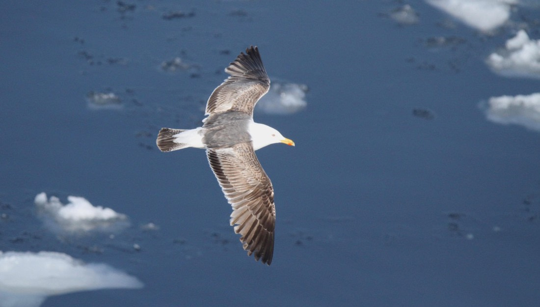 HDS04-25, Day 5, IMG_1081 © Unknown photographer - Oceanwide Expeditions.JPG